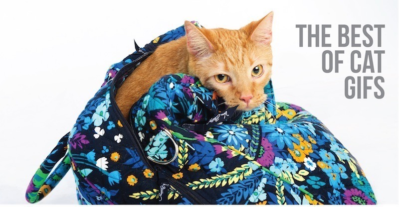 the best of cat gifs blog post