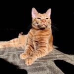 Kona the cat