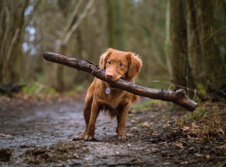 dog with branch