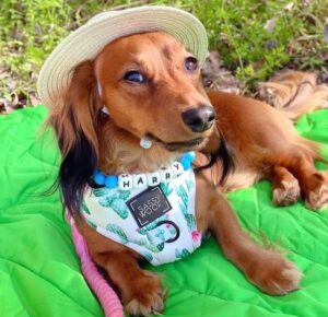 Picture of Lisa & Harry