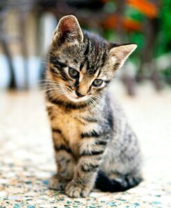 Picture of August Li - Content Writer