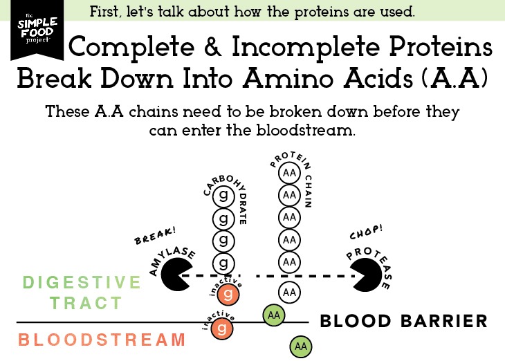 Carbs_Diagram_SH2_revised2-02