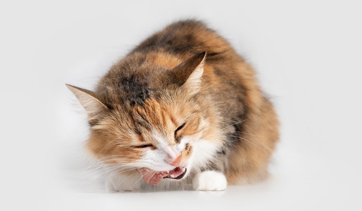 Cat eating raw chicken neck. Front view of female cat with head tilted while chewing a piece of meat. Concept for raw food diet for cats, dogs and pets. Selective focus and isolated on white.
