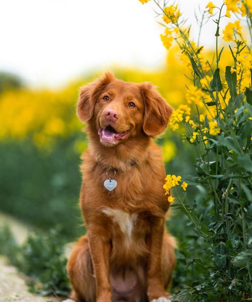 dogs and herbs