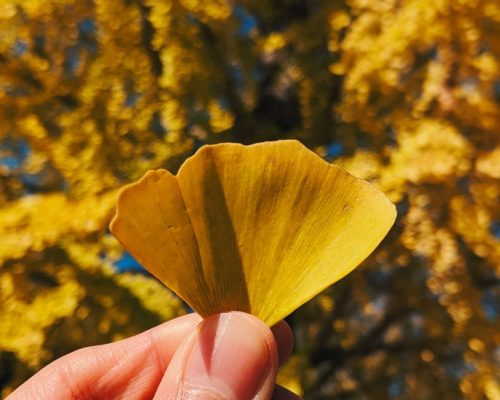 gingko