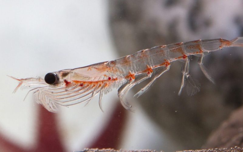 livekrill (1)