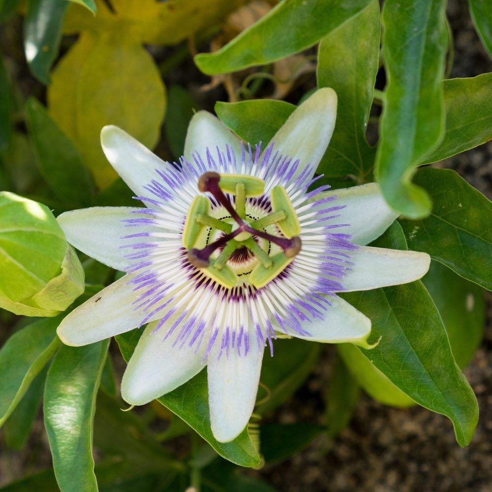 passion-4335648_1920