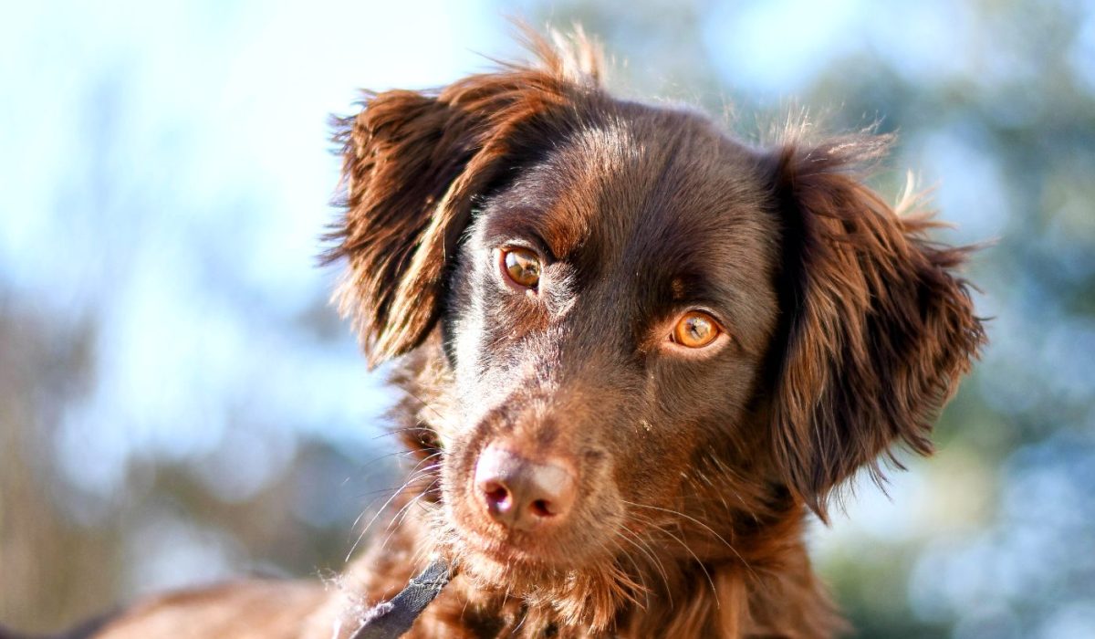 pexels-julissa-helmuth-3427083 (1)