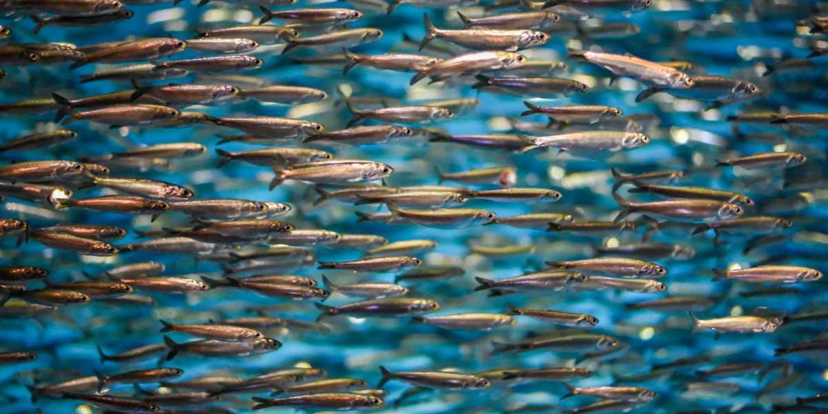 shutterstock_731847637-scaled (1)