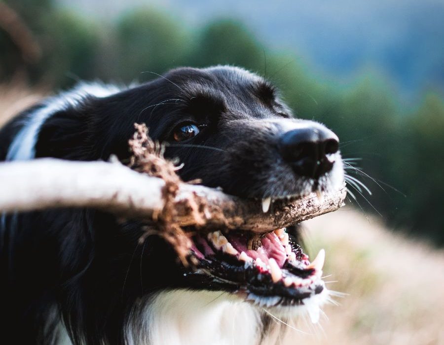 tadeusz-lakota-D4nLi_dW5Ac-unsplash (1)