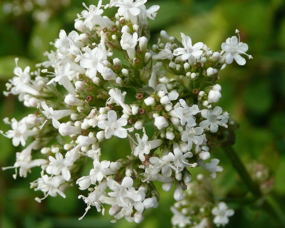 valeriana-officinalis-848736_1920
